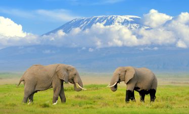 Sensational Bush Safaris
